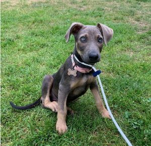 Animal Profile Chloe is an estimated 10 week old female Doberman mixed puppy joining us from Texas