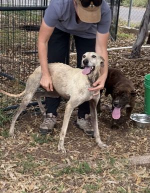 Animal Profile Sasha is a stunning leggy girl joining us from our friends on the big island of Hawa
