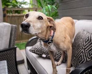 Animal Profile Sasha is a stunning leggy girl joining us from our friends on the big island of Hawa