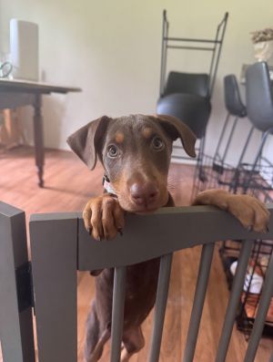 Animal Profile Katie is an estimated 10 week old female Miniature Pinscher mixed puppy joining us 
