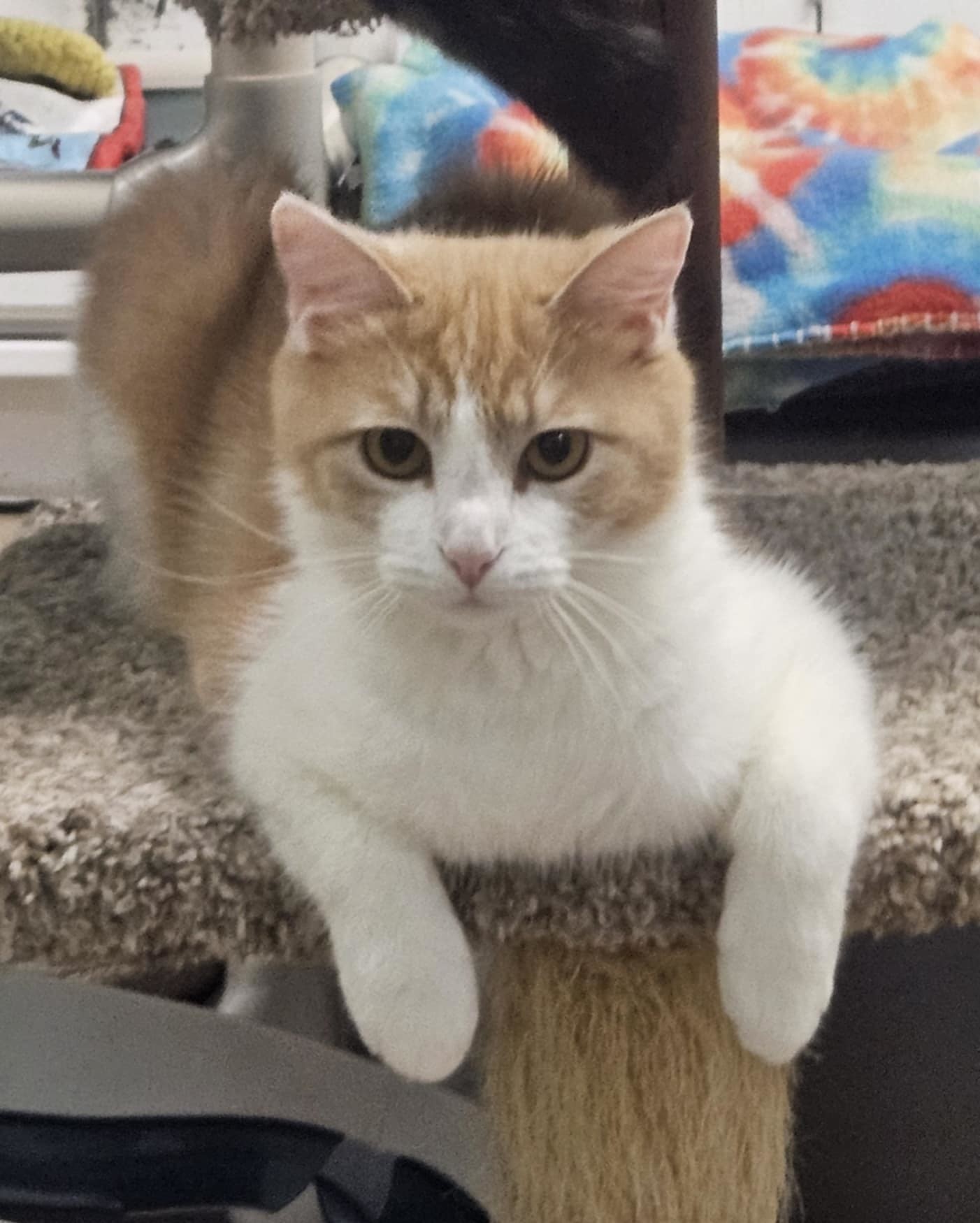 Catalina
