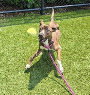 DEX, Young Male Pit Bull Terrier
