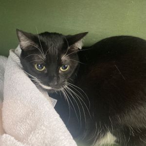 My name is Chloe Im a 6 year old spayed female medium sized Tuxedo cat Im a sweet but sensitiv