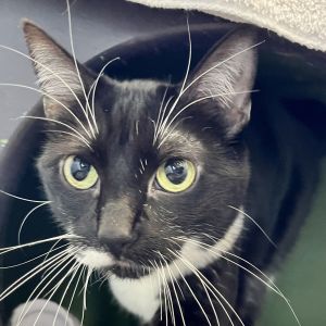 My name is Chloe Im a 6 year old spayed female medium sized Tuxedo cat Im a sweet but sensitiv