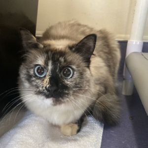Alluka Balinese Cat
