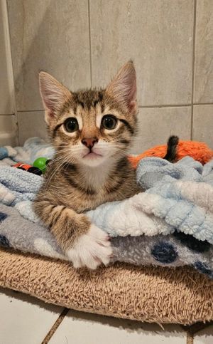 Maya, Baby Female Domestic Short Hair