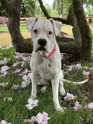 Bella 2025-3 Boxer Dog