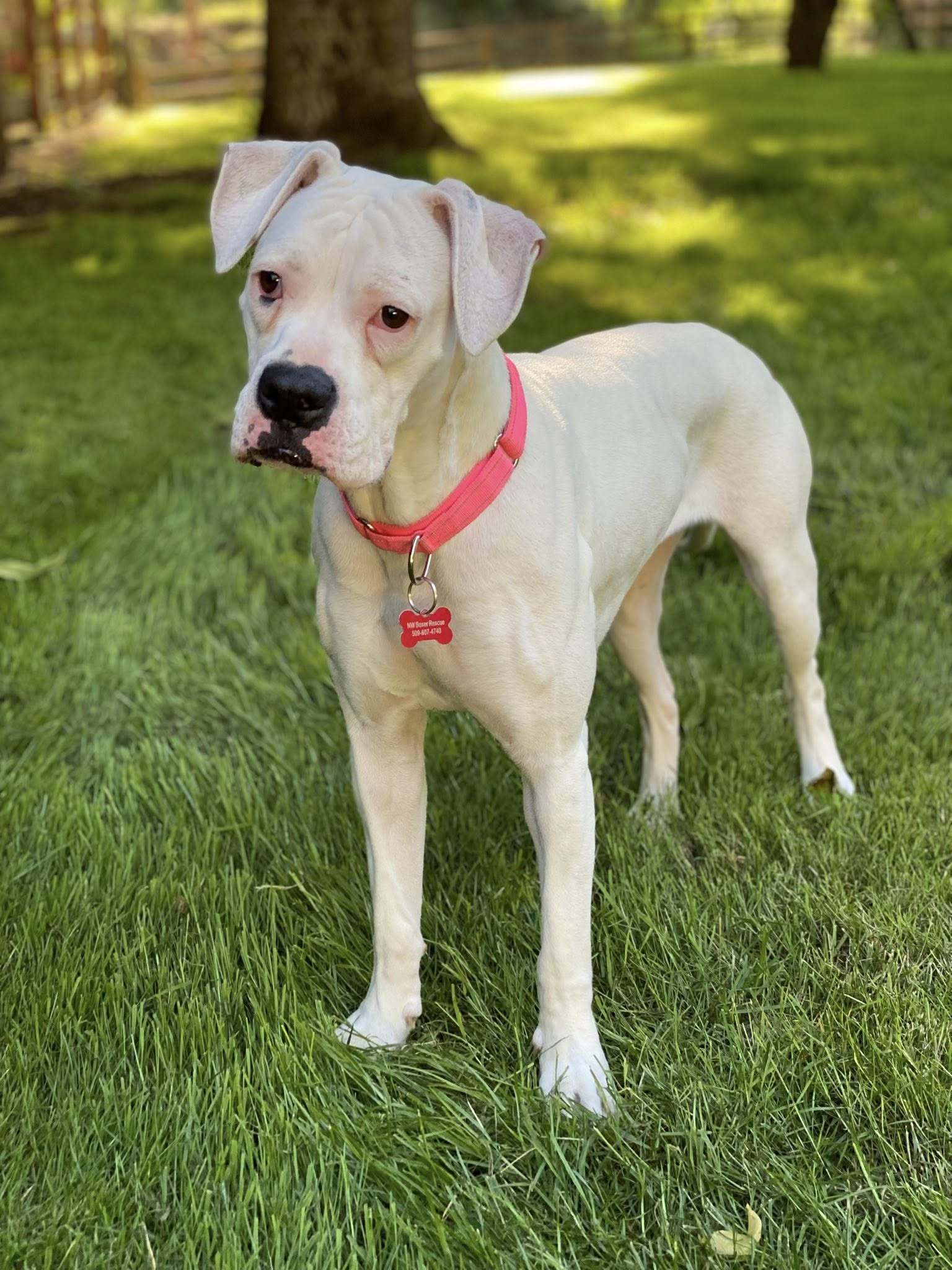Bella 2025-3