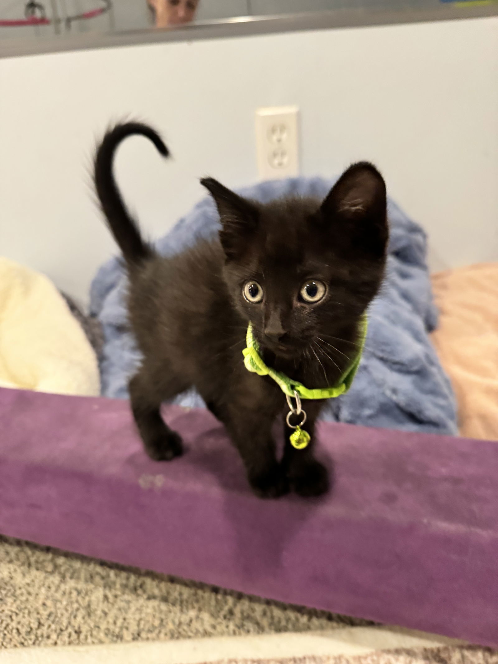 Kitten Dip
