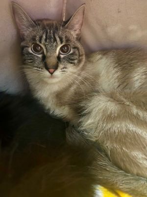 Primary Color Lynx Point Weight 58lbs Age 1yrs 0mths 0wks Animal has been Spayed