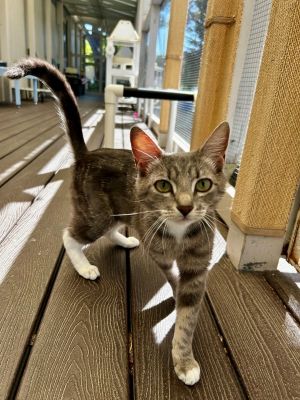 Hey there Im Izzy Im the purrfect mix of sugar and spice-with a heart full of love and a toy