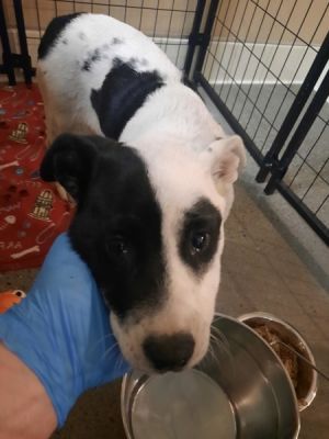 76251 Mixed Breed Dog