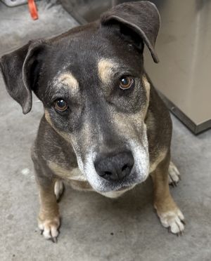 Barry Mixed Breed Dog