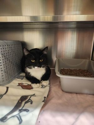 76527 Domestic Short Hair Cat