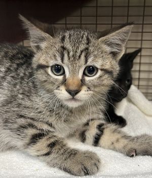 Jimmy Domestic Short Hair Cat