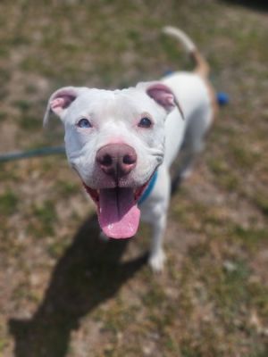 Primary Color White Secondary Color Brown Brindle Weight 465lbs
