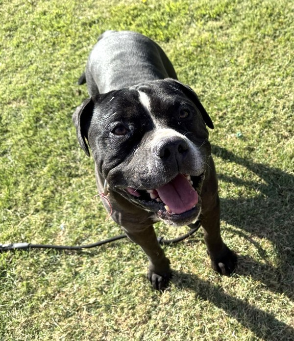 Big Boy Aka Dada