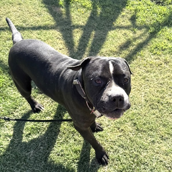 Big Boy Aka Dada