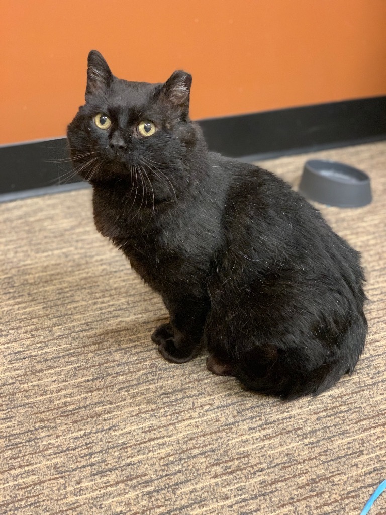 Shadow, an adoptable Domestic Short Hair in Grand Rapids, MN, 55744 | Photo Image 1