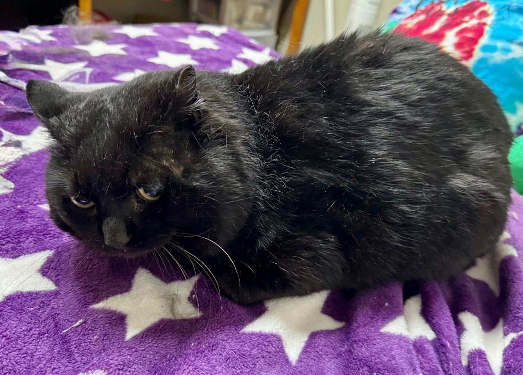 Shadow, an adoptable Domestic Short Hair in Grand Rapids, MN, 55744 | Photo Image 2