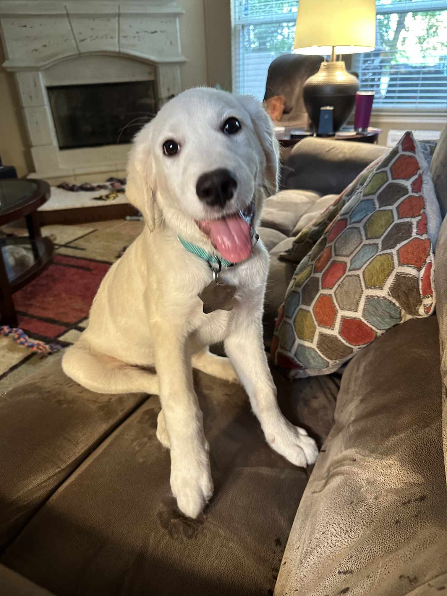 Sweet Pea SAT, an adoptable Akbash, Great Pyrenees in San Antonio, TX, 78255 | Photo Image 1