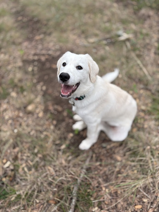 Sweet Pea SAT, an adoptable Akbash, Great Pyrenees in San Antonio, TX, 78255 | Photo Image 1