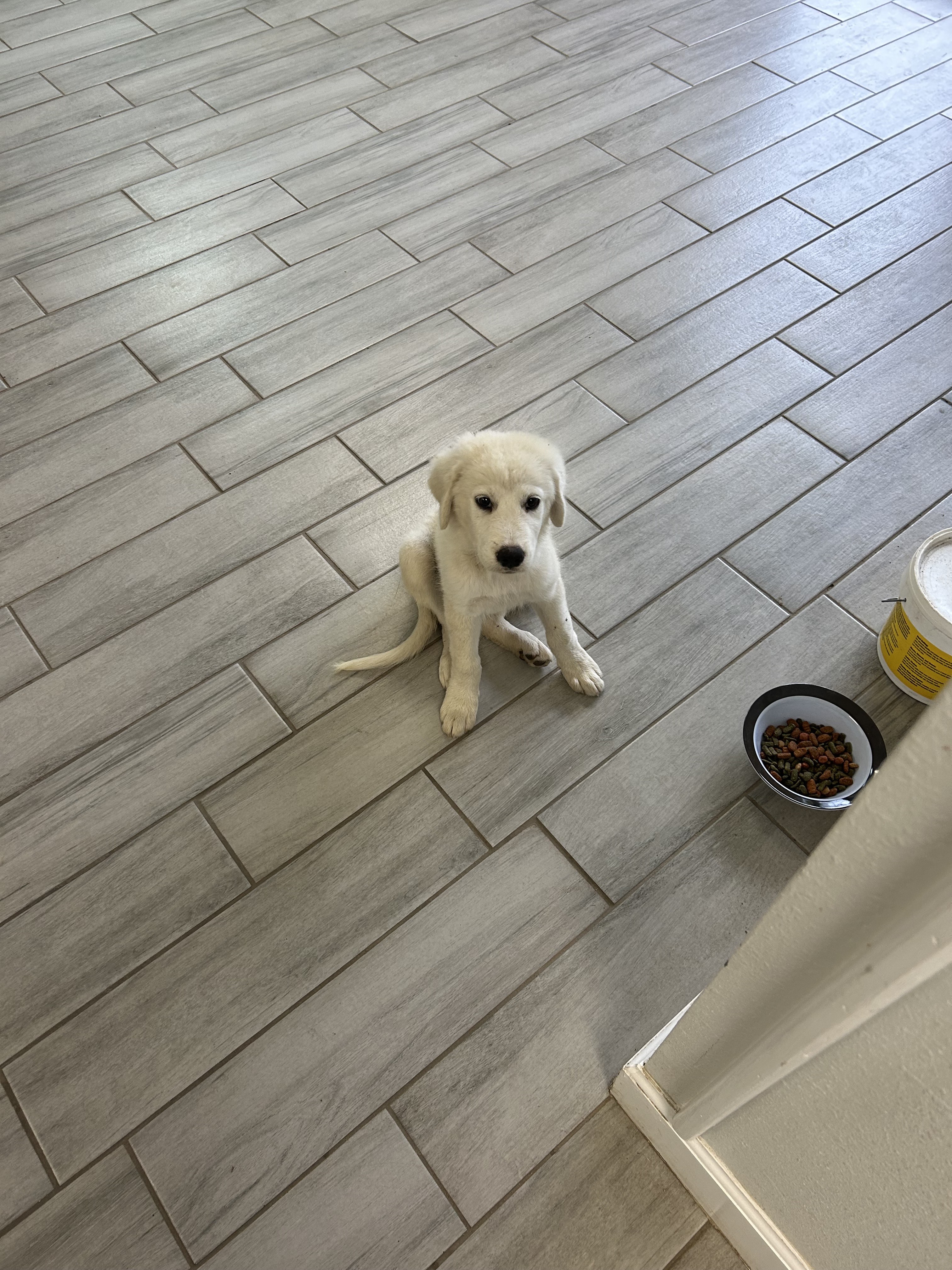Sweet Pea SAT, an adoptable Akbash, Great Pyrenees in San Antonio, TX, 78255 | Photo Image 2
