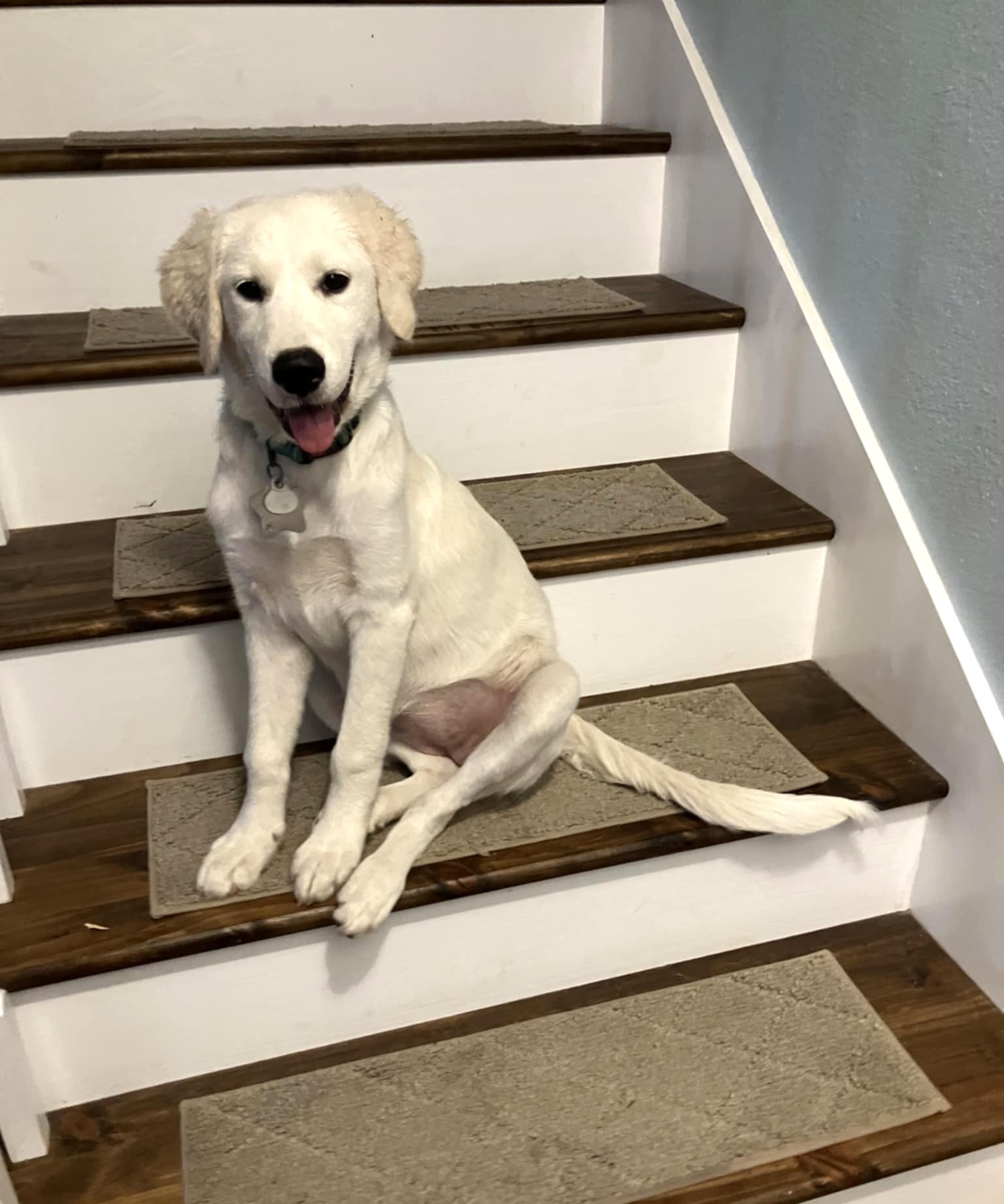 Sweet Pea SAT, an adoptable Akbash, Great Pyrenees in San Antonio, TX, 78255 | Photo Image 2