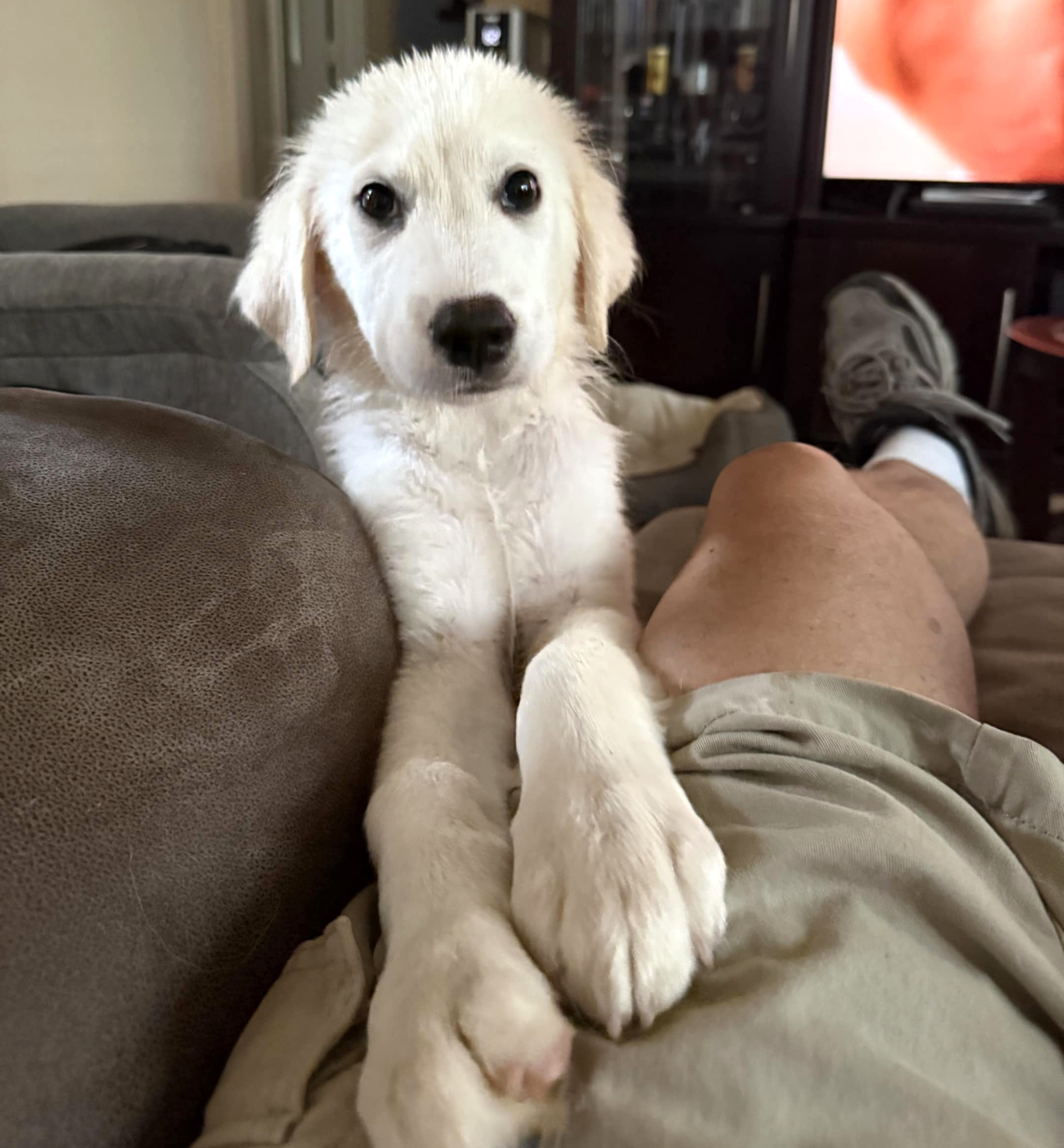 Sweet Pea SAT, an adoptable Akbash, Great Pyrenees in San Antonio, TX, 78255 | Photo Image 3