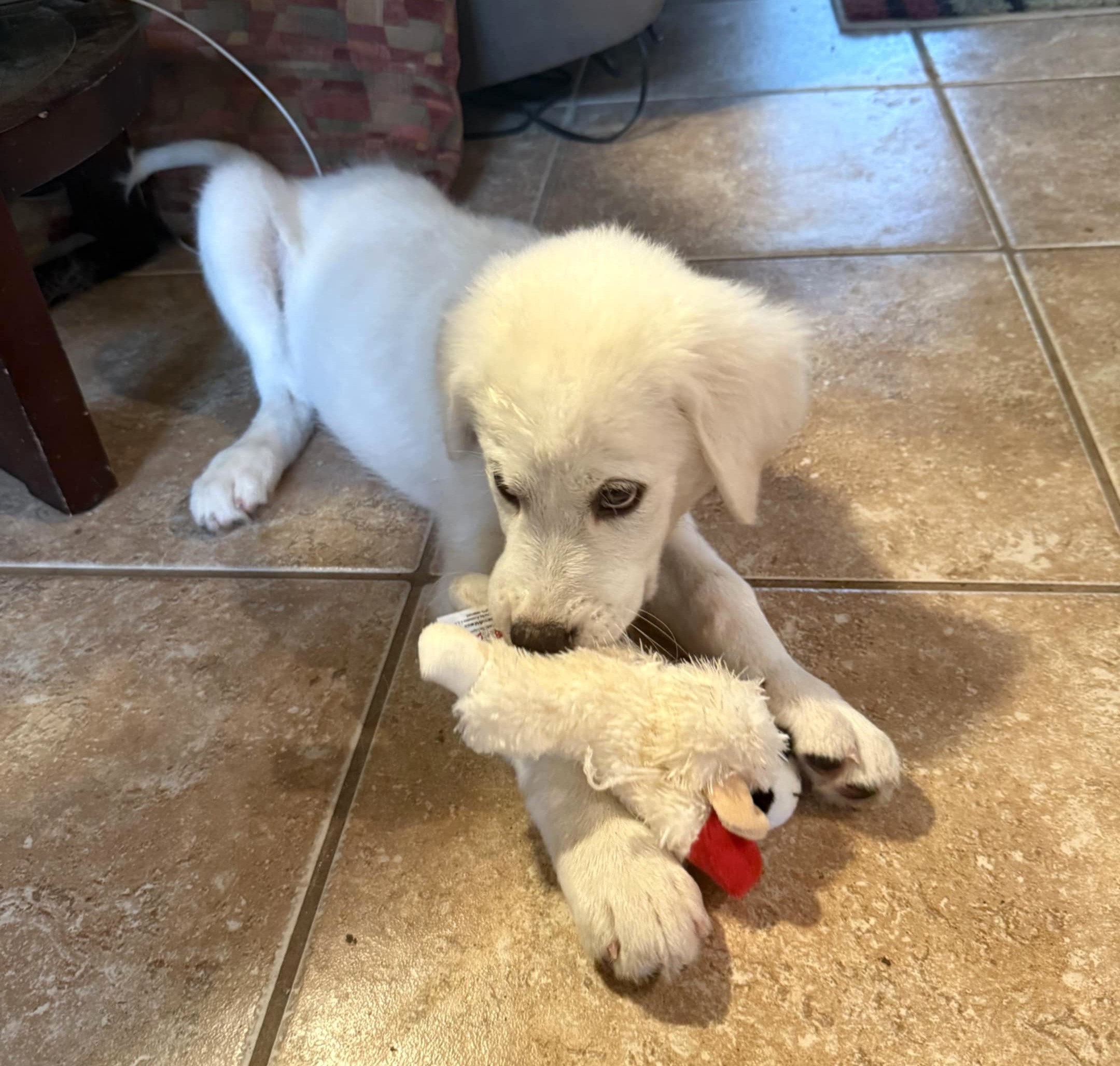 Sweet Pea SAT, an adoptable Akbash, Great Pyrenees in San Antonio, TX, 78255 | Photo Image 4