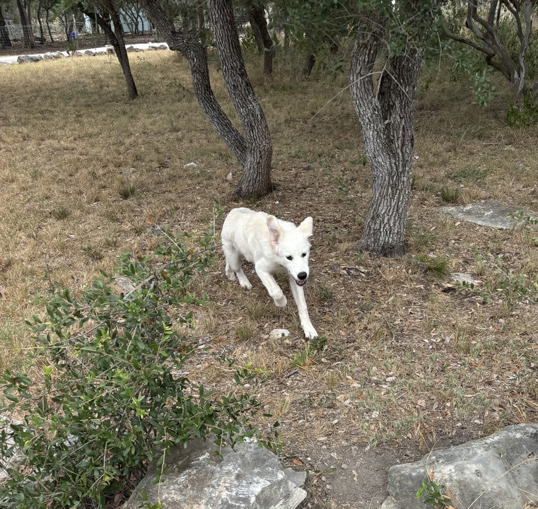 Sweet Pea SAT, an adoptable Akbash, Great Pyrenees in San Antonio, TX, 78255 | Photo Image 4