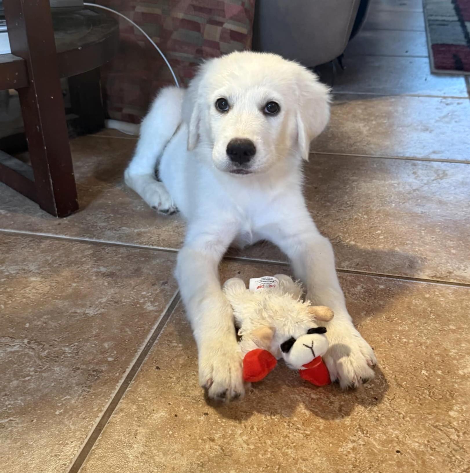 Sweet Pea SAT, an adoptable Akbash, Great Pyrenees in San Antonio, TX, 78255 | Photo Image 5