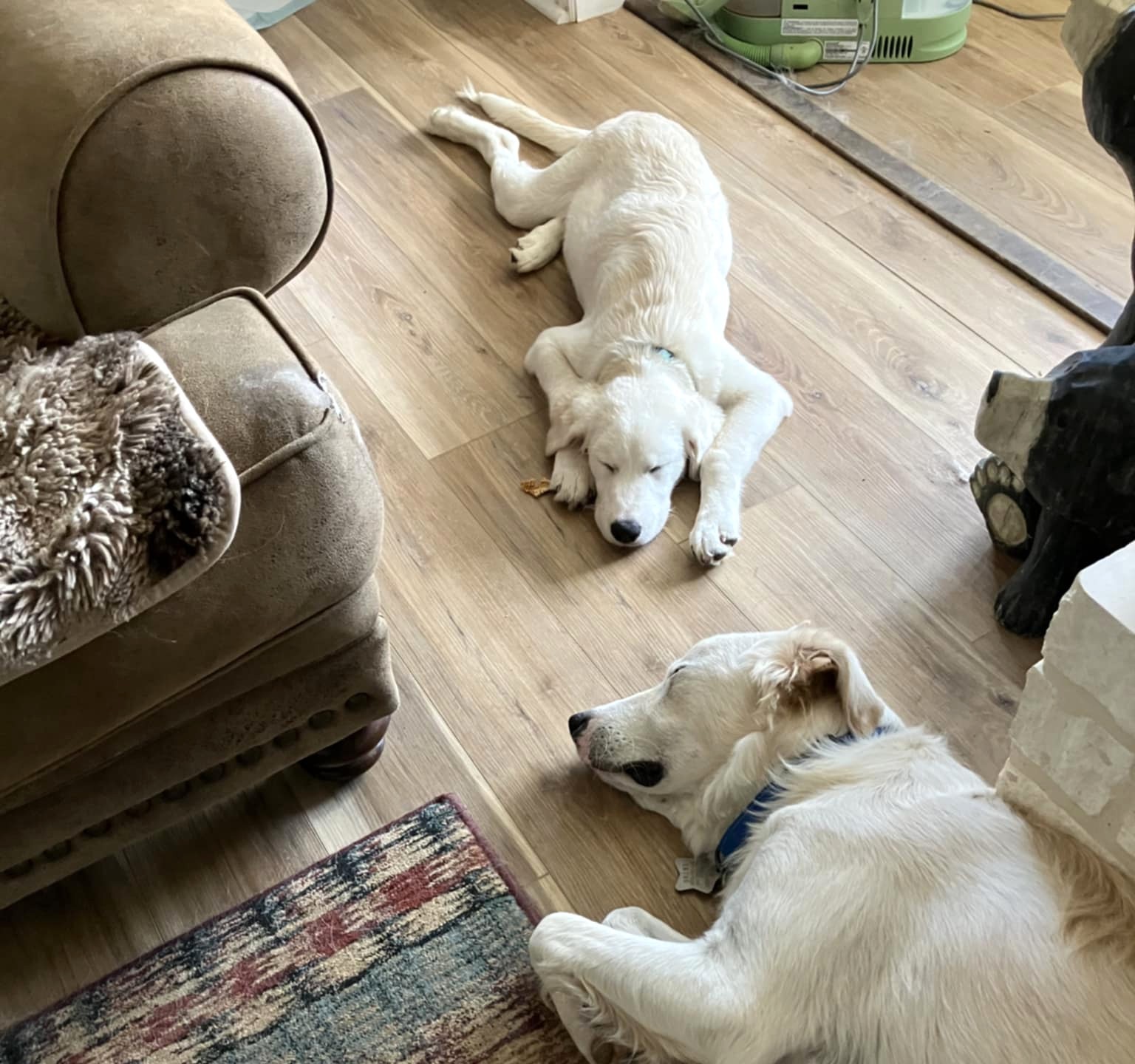 Sweet Pea SAT, an adoptable Akbash, Great Pyrenees in San Antonio, TX, 78255 | Photo Image 5