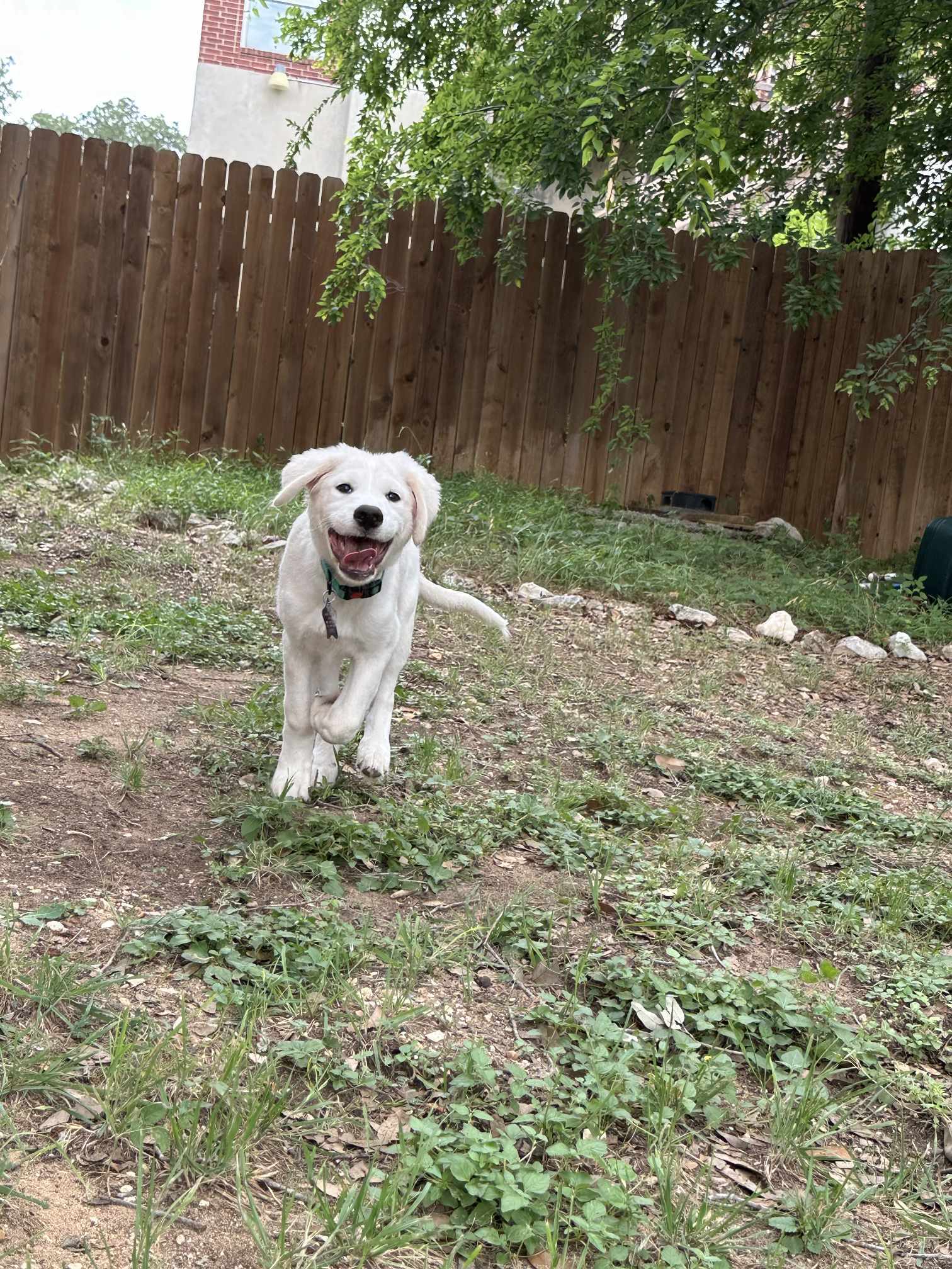 Sweet Pea SAT, an adoptable Akbash, Great Pyrenees in San Antonio, TX, 78255 | Photo Image 6