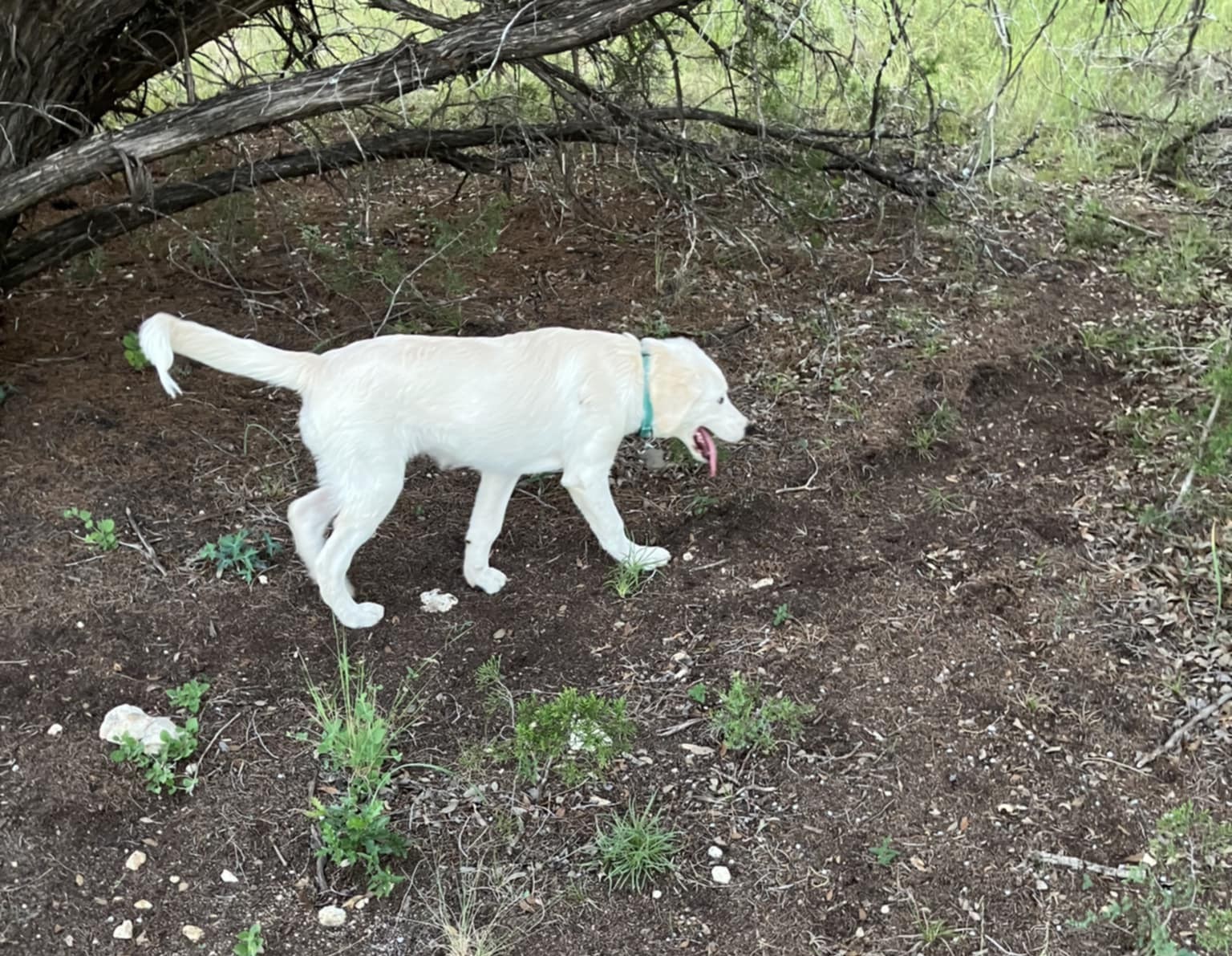 Sweet Pea SAT, an adoptable Akbash, Great Pyrenees in San Antonio, TX, 78255 | Photo Image 6
