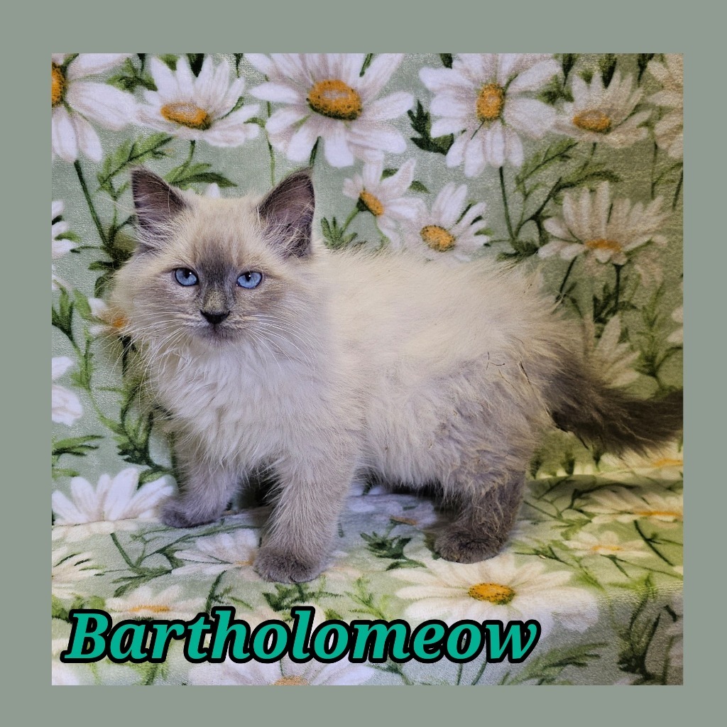 Bartholomeow, an adoptable Himalayan, Siamese in Jacksonville, IL, 62650 | Photo Image 1