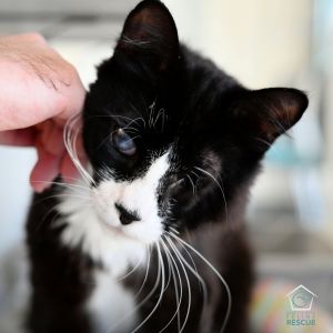 Thank you for choosing adoption and making a rescued kitty part of your family Our team is looking 