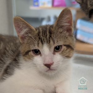 Kittens under 6 months old are adopted in pairs It is important for them to go to a home with