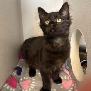Kittens under 6 months old are adopted in pairs It is important for them to go to a home with
