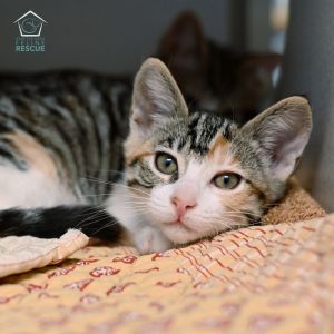Kittens under 6 months old are adopted in pairs It is important for them to go to a home with