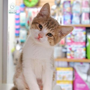 Kittens under 6 months old are adopted in pairs It is important for them to go to a home with