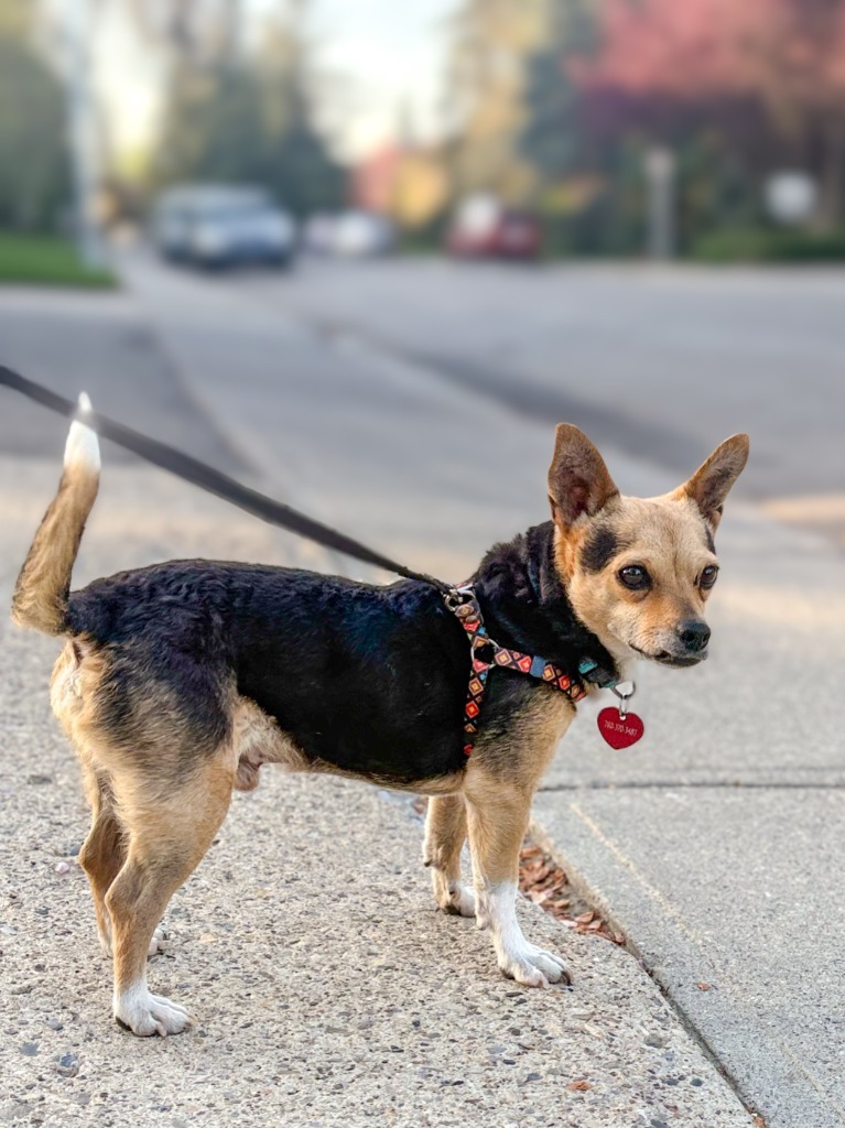 Pancholin, an adoptable Fox Terrier in Calgary, AB, T3S 0C5 | Photo Image 1