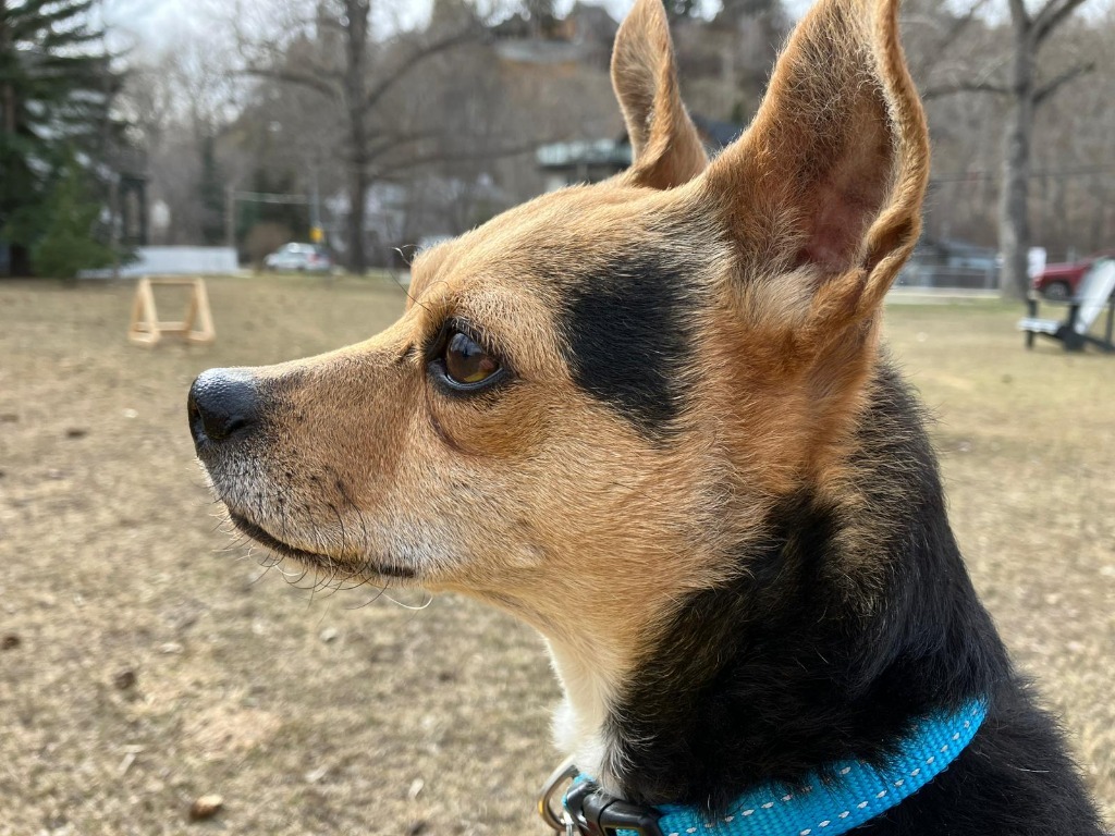 Pancholin, an adoptable Fox Terrier in Calgary, AB, T3S 0C5 | Photo Image 2