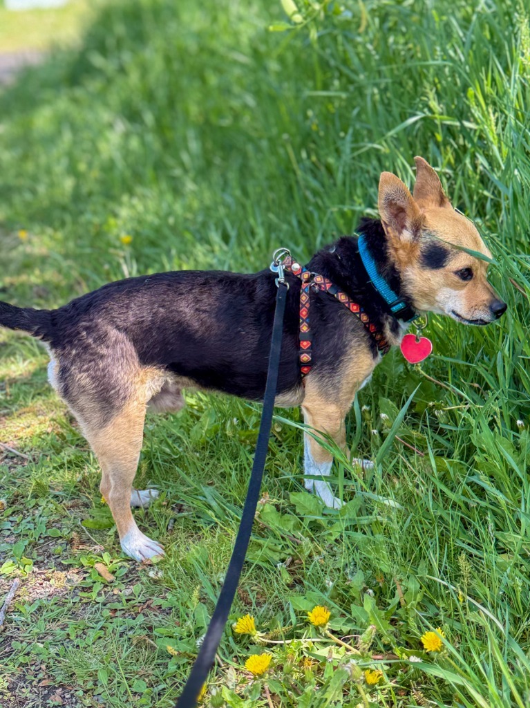 Pancholin, an adoptable Fox Terrier in Calgary, AB, T3S 0C5 | Photo Image 3