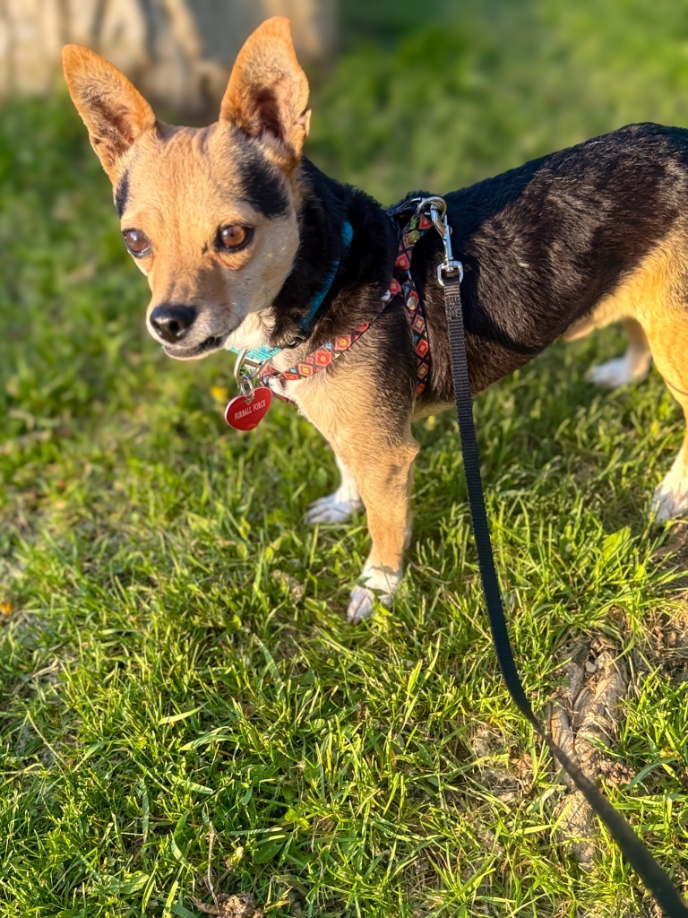 Pancholin, an adoptable Fox Terrier in Calgary, AB, T3S 0C5 | Photo Image 4