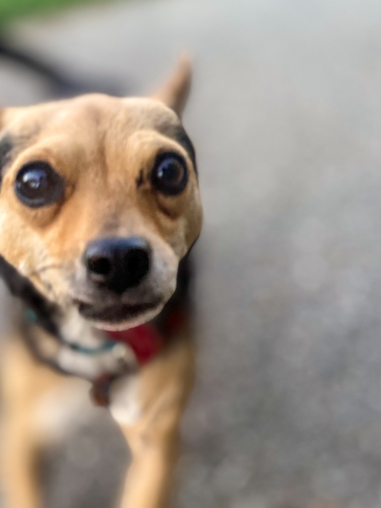 Pancholin, an adoptable Fox Terrier in Calgary, AB, T3S 0C5 | Photo Image 5