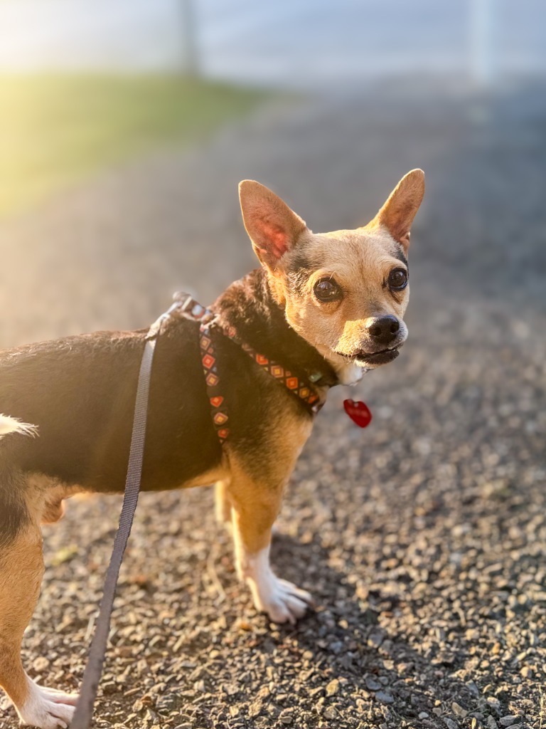 Pancholin, an adoptable Fox Terrier in Calgary, AB, T3S 0C5 | Photo Image 6