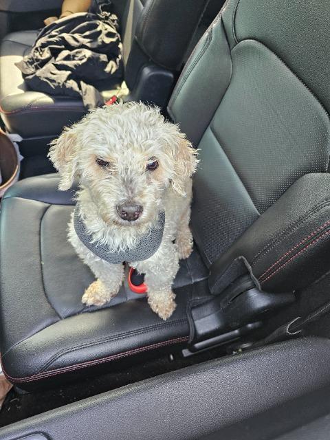 Piper, an adoptable Cockapoo in Hampton, VA, 23666 | Photo Image 1
