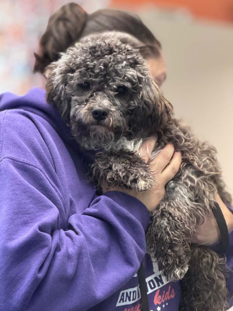 Shaggy, an adoptable Poodle in Crandon, WI, 54520 | Photo Image 1