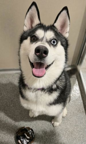 What my friends at Seattle Humane say about me Im a vivacious dog who enjoys being active Ive bee